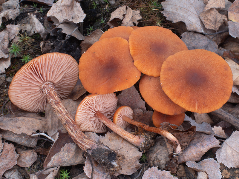 Laccaria laccata